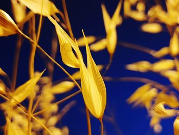Close-up of yellow flowering plant