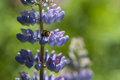 Spring flower, blooming lupine flowers. a field of lupines. sunlight shines on plants in latvia. 