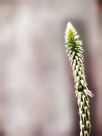 Close-up of succulent plant