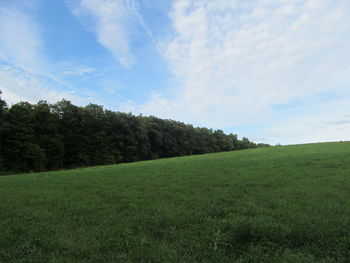 Trees on landscape against blue sky