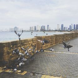 Pigeons flying over sidewalk by river against sky in city