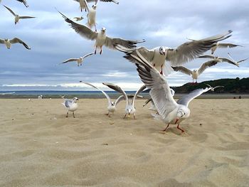 Seagulls at beach against sky