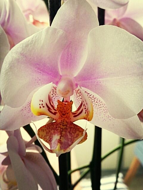 flower, petal, close-up, flower head, fragility, focus on foreground, indoors, freshness, person, part of, pink color, day, blooming, nature, stamen, pollen, design, beauty in nature, single flower