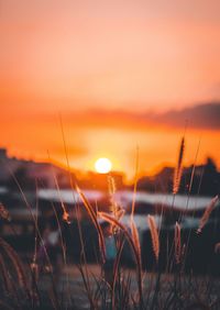 Close-up of stalks against sunset sky