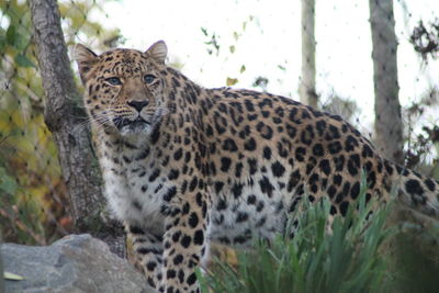 View of cat relaxing on land