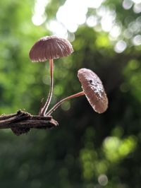 Close-up of mushroom growing on tree