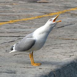 Close-up of seagull perching on a land