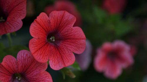 Close-up of pink flowers