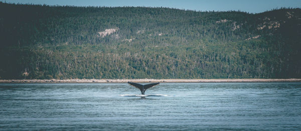 View of whales in sea