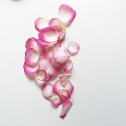 Close-up of flowers over white background