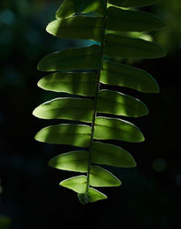 Close-up of green leaves