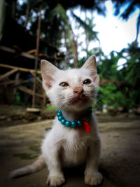 Close-up portrait of white cat sitting outdoors