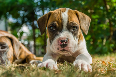 Boxer puppy lying on the grass on a sunny day