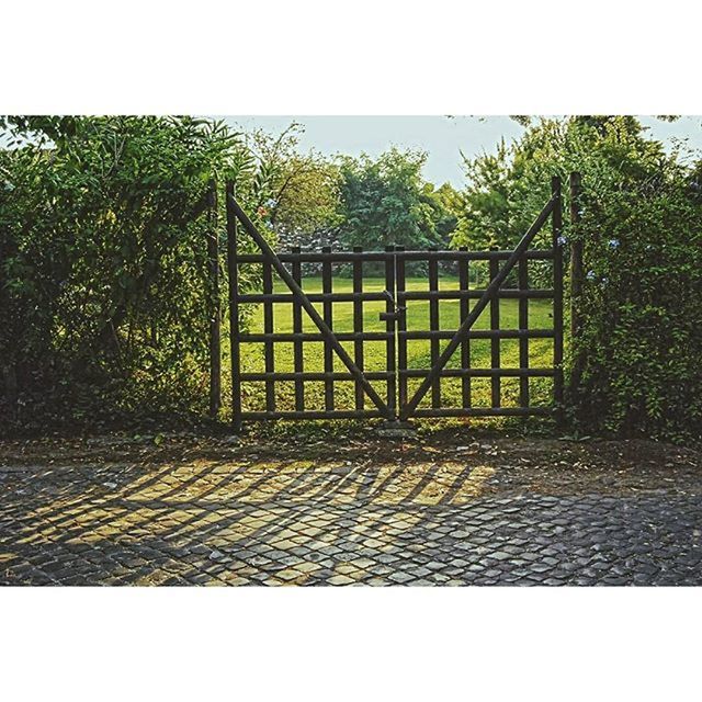 transfer print, tree, auto post production filter, fence, railing, clear sky, tranquility, sunlight, growth, sky, day, nature, wood - material, protection, tranquil scene, shadow, gate, plant, no people, outdoors