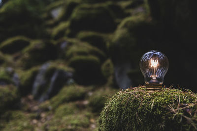 Lit light bulb on tree stump in forest