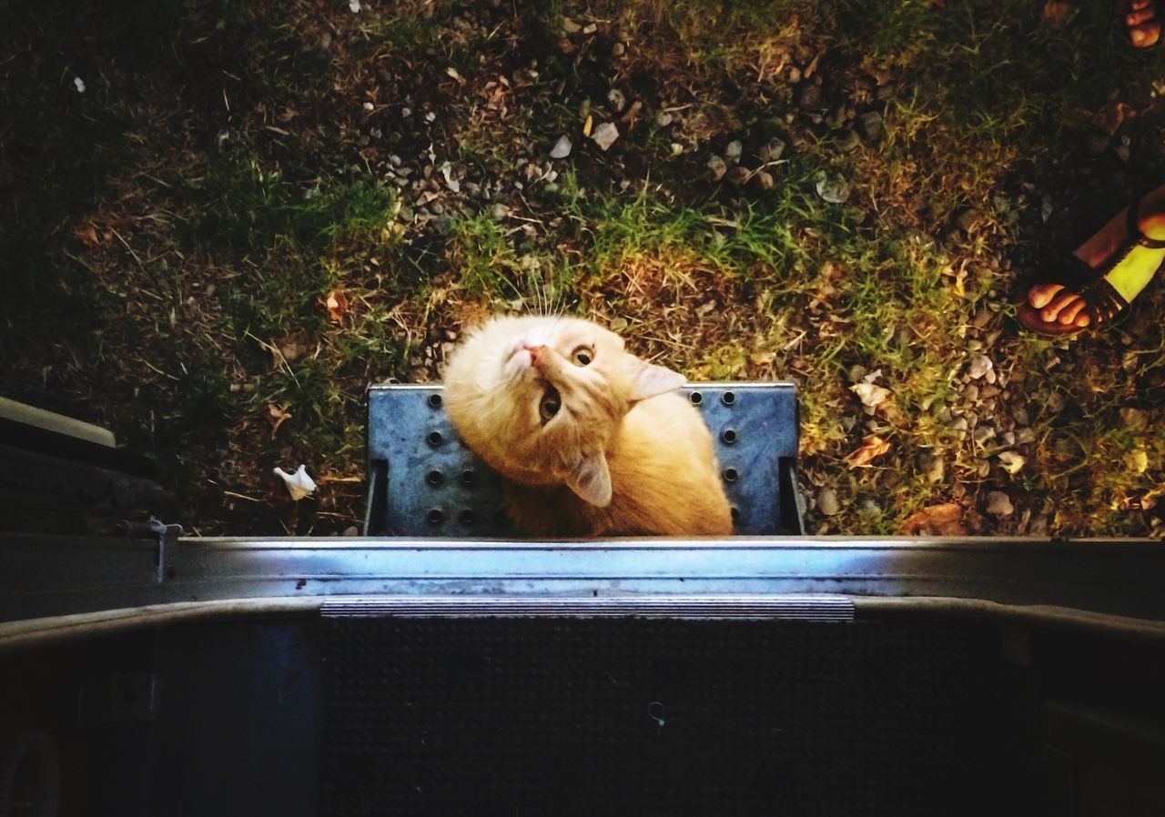 CAT SITTING BY PLANTS AGAINST WALL