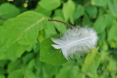 Close-up of white feather on leaves