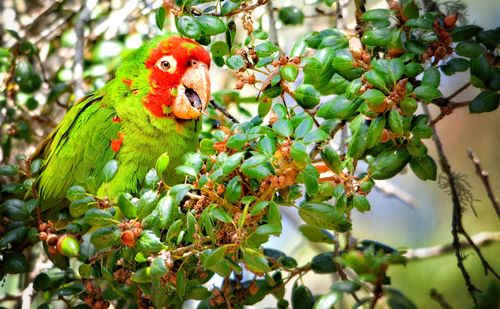 Close-up of parrot on tree