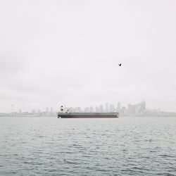 Birds flying over sea against sky in city