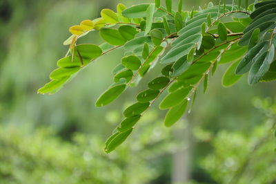 Close-up of wet plant