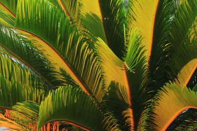 Full frame shot of palm tree