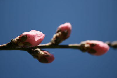 Close-up of pink flower buds against blue sky