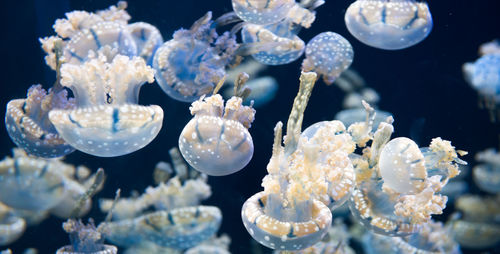 Close-up of jellyfish in water