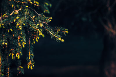 Green pine tree branches with needles and cones, background, dark low key mood