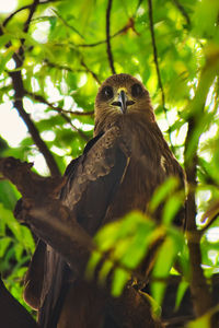 Low angle view of owl perching on tree