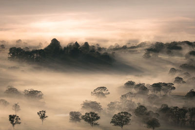 Scenic view of trees against sky during sunset