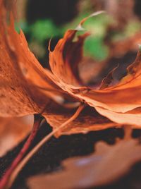 Macro shot of red flowering plant