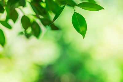 Close-up of plant leaves