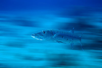 Close-up of fish swimming in sea