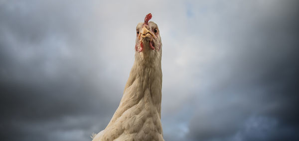 Close-up of chicken against sky