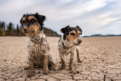 Portrait of dog sitting on land