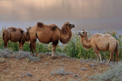 Herd of sheep