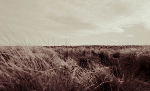 Scenic view of field against sky