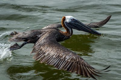 Close-up of pelican on lake