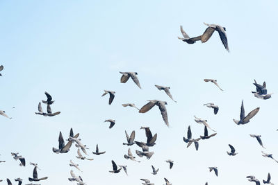 Low angle view of seagulls flying