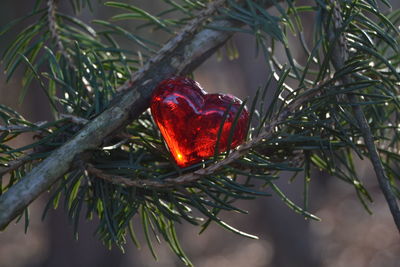 Close-up of christmas tree