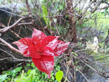 Close-up of red rose blooming outdoors