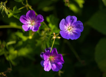 Close-up of purple flowering plant