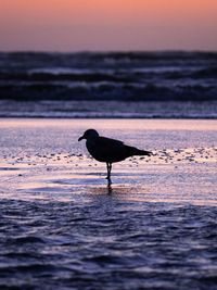 Silhouette bird on beach