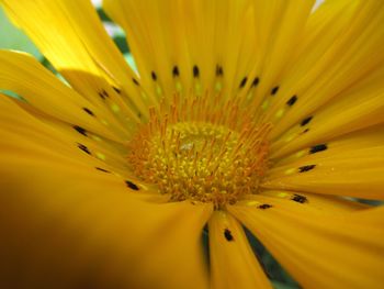 Macro shot of yellow flower head