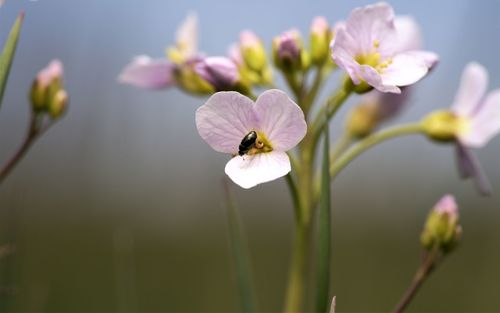 Close-up of bumblebee on pink flower