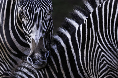 Close-up of a zebra