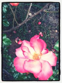 Close-up of pink flowers