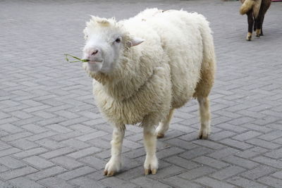 Portrait of sheep standing on footpath