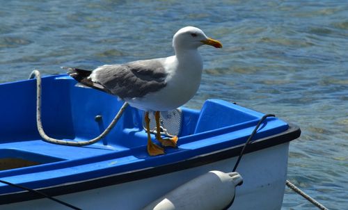 Seagull perching on boat in sea