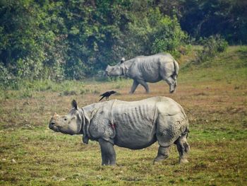 Indian rhinos in kajiranga tiger reserve